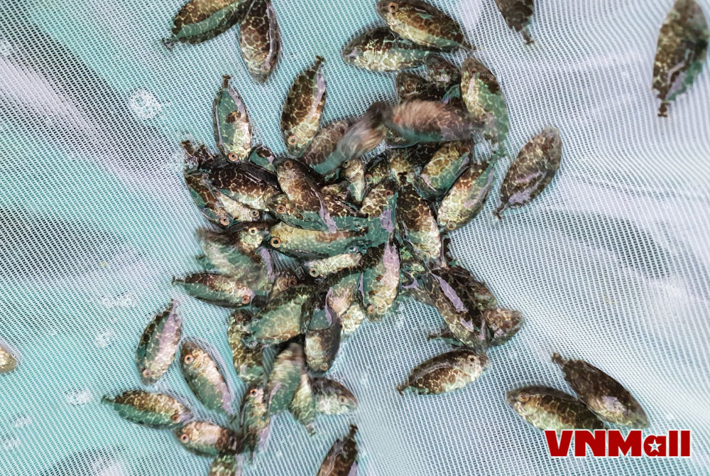 Cá dìa có tốc độ sinh trưởng khá nhanh, dễ nuôi, ít bệnh và có thể nuôi trong nhiều mô hình khác nhau. Cá dìa có tốc độ sinh trưởng khá nhanh, dễ nuôi, ít bệnh và có thể nuôi trong nhiều mô hình khác nhau.