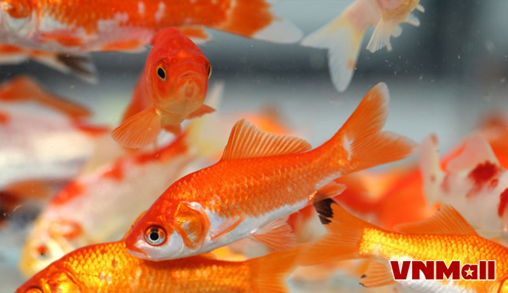 Cần đảm bảo cá giống được khoẻ mạnh và chắc chắn rằng cá không có dấu hiệu của bệnh, dịch. Cần đảm bảo cá giống được khoẻ mạnh và chắc chắn rằng cá không có dấu hiệu của bệnh, dịch.