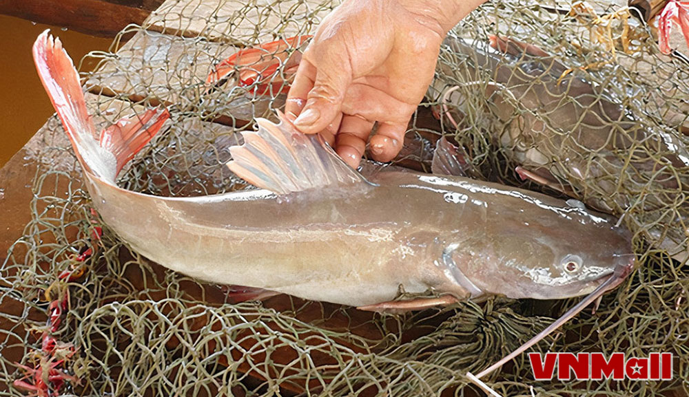 Hình ảnh cá lăng nha khi trưởng thành. Hình ảnh cá lăng nha khi trưởng thành.