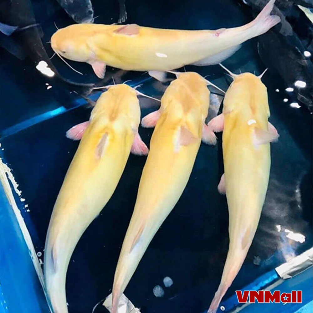 Hình ảnh cá lăng vàng khi trưởng thành. Hình ảnh cá lăng vàng khi trưởng thành.