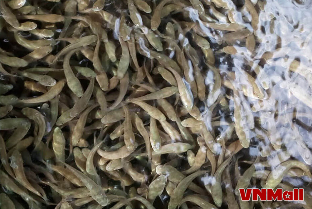 Cá lóc là loài cá dữ, ăn tạp, có sức sống cao, có cơ quan hô hấp phụ nên có khả năng chịu đựng tốt với các điều kiện môi trường. Cá lóc là loài cá dữ, ăn tạp, có sức sống cao, có cơ quan hô hấp phụ nên có khả năng chịu đựng tốt với các điều kiện môi trường.