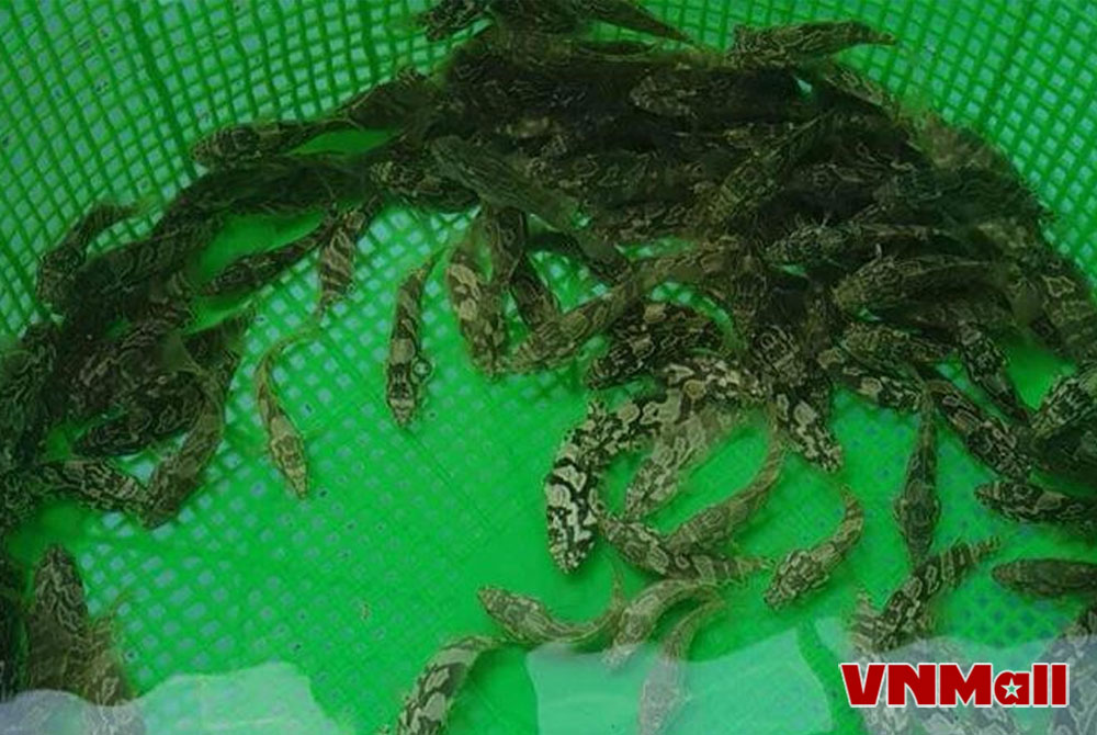 Cá mú là loại cá có giá trị kinh tế cao, được nuôi phổ biến tại các vùng ven biển, có chất lượng thịt thơm ngon và nhu cầu thị trường lớn. Cá mú là loại cá có giá trị kinh tế cao, được nuôi phổ biến tại các vùng ven biển, có chất lượng thịt thơm ngon và nhu cầu thị trường lớn.