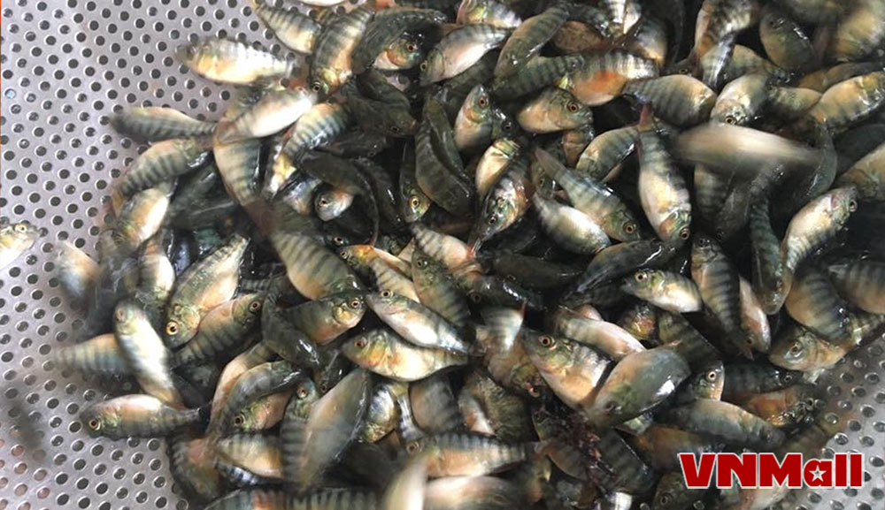 Cá rô phi là loại cá nước ngọt được nuôi trồng rộng rãi. Cá rô phi là loại cá nước ngọt được nuôi trồng rộng rãi.