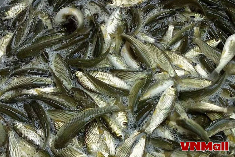 Cá trắm cỏ có khả năng thích ứng tốt với các điều kiện môi trường, sống trong môi trường lưỡng tính, sinh trưởng nhanh. Cá trắm cỏ có khả năng thích ứng tốt với các điều kiện môi trường, sống trong môi trường lưỡng tính, sinh trưởng nhanh.