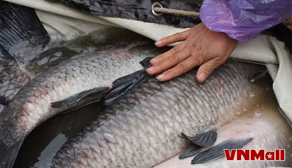 Việc lựa chọn loại giống chất lượng cao là yếu tố quyết định đến sự thành công của các hoạt động nuôi trồng thuỷ sản. Việc lựa chọn loại giống chất lượng cao là yếu tố quyết định đến sự thành công của các hoạt động nuôi trồng thuỷ sản.