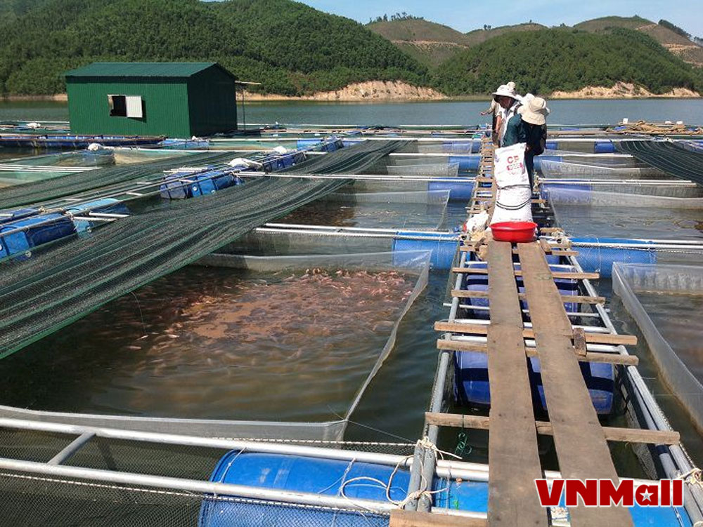 Khách hàng cần lựa chọn mọt trại cá uy tín để đảm bảo chất lượng cá giống. Khách hàng cần lựa chọn mọt trại cá uy tín để đảm bảo chất lượng cá giống.