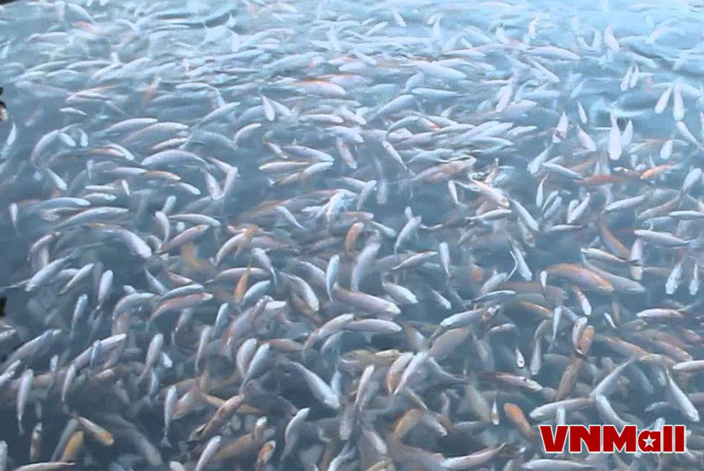 Vai trò vô cùng quan trọng của cá giống trong ngành thuỷ sản. Vai trò vô cùng quan trọng của cá giống trong ngành thuỷ sản.